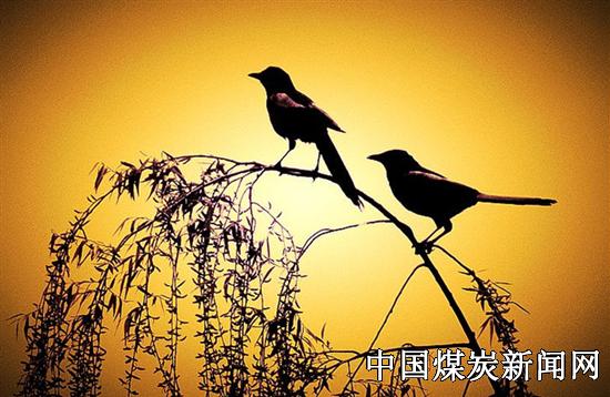 更多精彩新闻-中国煤炭新闻网