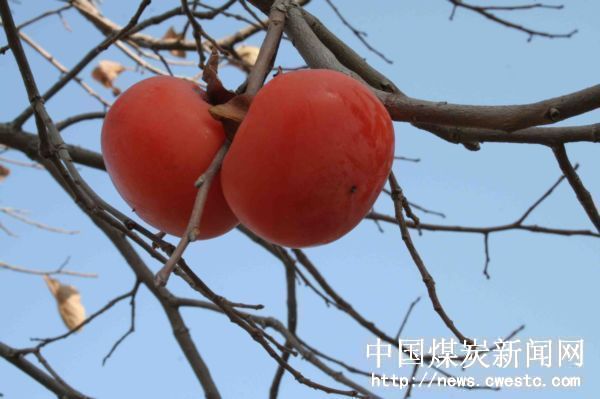 灯笼花图片欣赏 1845.jpg