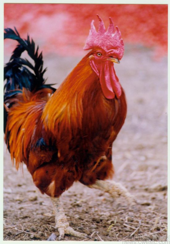 卢永登:斗鸡5幅-中国煤炭新闻网