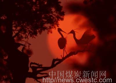 煤炭行业促进节能工作会议在京召开_新闻中心